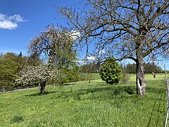 Streuobstwiese – Bussard