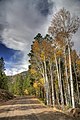 Fall Colors along Hell's Backbone Road