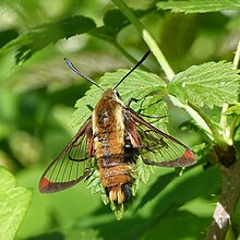 Adult Hemaris aethra moth resting on a leaf in the sunlight