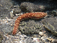 Holothuria hilla.