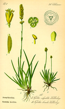 Ilustração de Tofieldia calyculata e Tofieldia pusilla subsp. pusilla