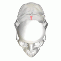 Position of internal occipital crest (shown in red). Animation.