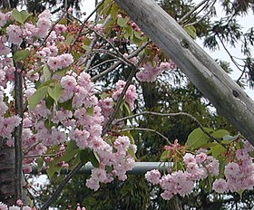 数珠掛桜