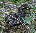 Common European adder