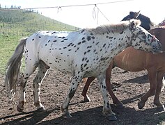 Un cheval blanc avec de petites taches rondes marron sur tout le corps.