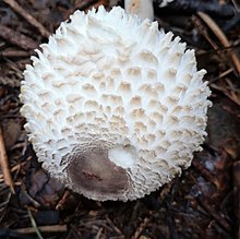 Leucoagaricus nympharum