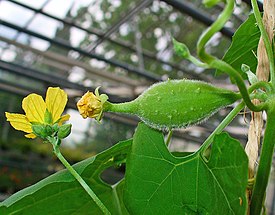 Luffa operculata