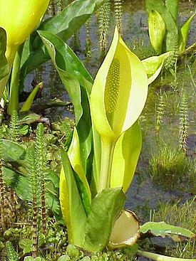 Lysichiton americanum