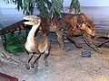 Silesaurus opolensis (en avant) et Polonosuchus silesiacus.