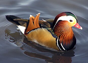 Un canard mandarin (Aix galericulata). (définition réelle 1 770 × 1 264*)