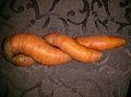 The carrot-synchronized swim team taking a short break during practice.