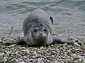 The monk seal on Mornar Beach, in Pula, Croatia