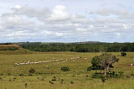 Clima tropical de sabana en los Llanos orientales