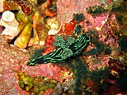 Nembrotha kubaryana de Isla verde Filipinas.