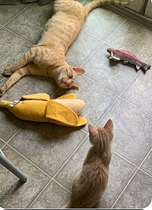 Nog teaches foster kitten how to cat.