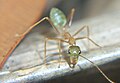 Green Tree Ant (Oecophylla smaragdina), North Queensland, Australia