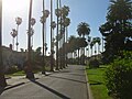 W. robusta and Canary Island date palms are commonly seen lining many streets throughout San Jose, California.