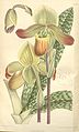 Paphiopedilum mastersianum ботаническая иллюстрация из книги Curtis's botanical magazine, 1898 г.