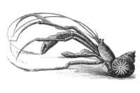 Parapagurus abyssorum