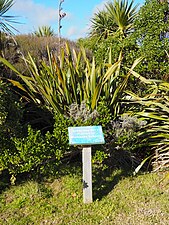 Restoration planting by Waikanae Schools (2011)