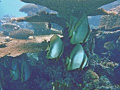 Un groupe de jeunes platax orbiculaires (Platax orbicularis)