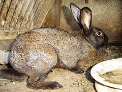 Lapin dans un clapier de béton