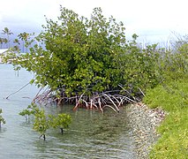 Young Rhizophora mangle L. tree growing on a beach