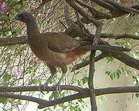 Rufous-vented Chachalaca