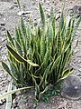 Sansevieria trifasciata