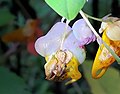 Schizomyia impatientis (Cecidomyiidae) jewelweed flower gall