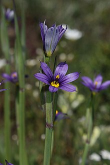 A flower with six purple tepals with pointed tips atop a thin green stem with another slightly closed flower and more in the blurred background