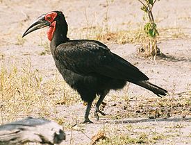 Bucorvus leadbeateri