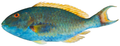 Redtail parrotfish (Sparisoma chrysopterum)