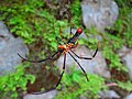 Araña de la familia Araneidae dándose un festín con una mariposa