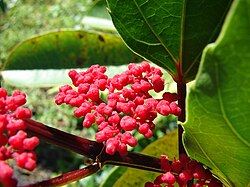 Cissus nodosa