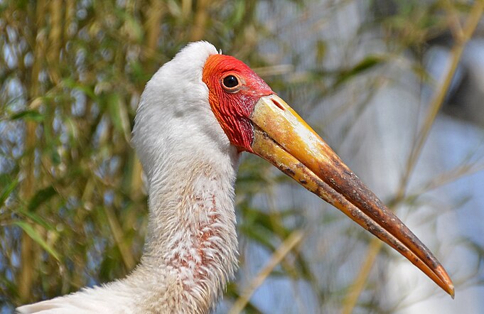 Tantale ibis