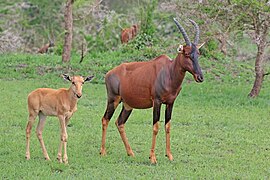 female with calf, Uganda
