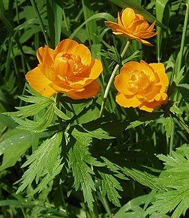 Купальница азиатская (Trollius asiaticus)