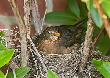 Nid en coupe de Merle noir (Turdus merula).