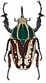 Mecynorhina ugandensis' var. kuntzeni