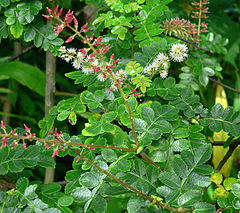 Weinmannia pinnata no jardim botânico de São Francisco