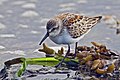 Calidris mauri ili Ereunetes mauri, Erolia mauri