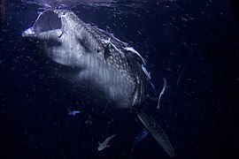 海面近くに浮遊するプランクトンを濾過摂食している。