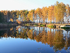 Береза (Bétula)  - роща на березі р. Псел біля с. Межирич