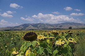 Сончогледи во Пелагонија.