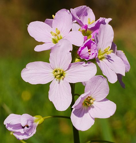 Цветущий сердечник луговой (Cardamine pratensis)