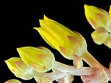 subg. Dudleya — The flowers of Dudleya caespitosa