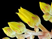 Dudleya caespitosa, the sea lettuce