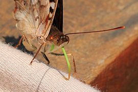 Doxocopa agathina with green proboscis