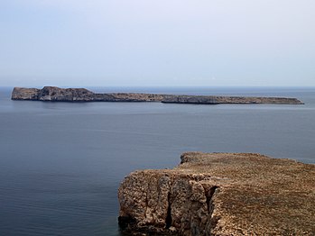 Η Άγρια Γραμβούσα.